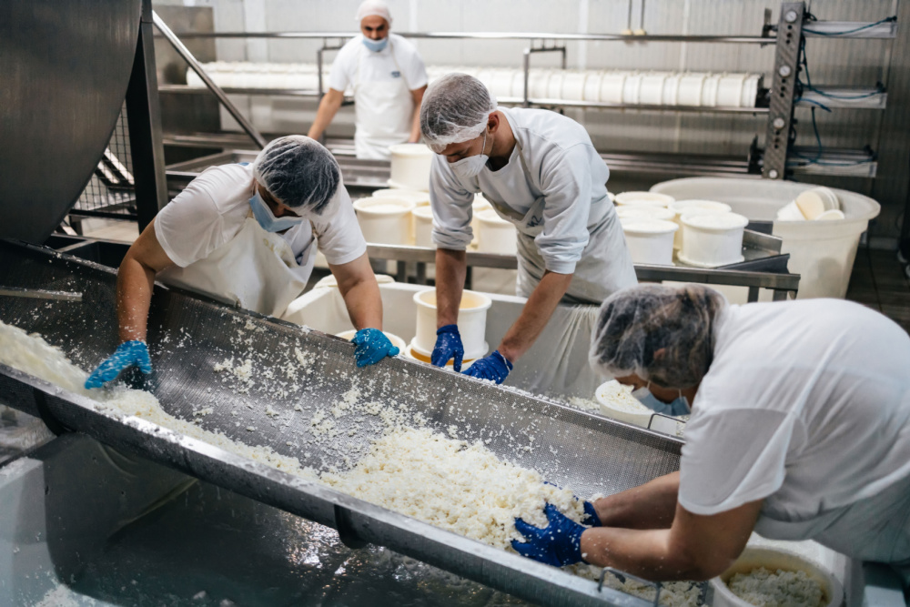Men in dairy processing warehouse processing cheese for distribution